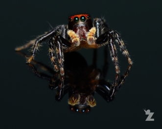 Hypoblemum albovittatum [HOUSE HOPPER JUMPING SPIDER] New Zealand