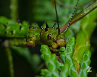 Acanthoxyla sp. [PRICKLY STICK INSECT] New Zealand
