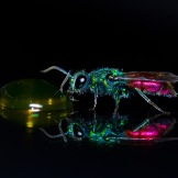 Ruby-tailed Wasp: Beautiful, But Deadly*: https://zoomologyblog.wordpress.com/2017/07/09/ruby-tailed-wasp-beautiful-but-deadly/