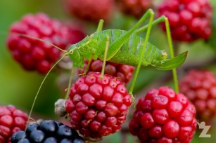 Putting a Face to a Sound: The Speckled Bush-cricket: https://zoomologyblog.wordpress.com/2017/08/31/putting-a-face-to-a-sound-the-speckled-bush-cricket/