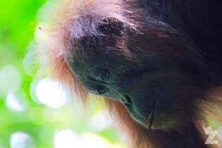 Pongo pygmaeus [BORNEAN ORANGUTAN] Sabah, Borneo 07-10-2017 (16)