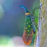 A Last Minute Lantern Bug (Pyrops whiteheadi): https://zoomologyblog.wordpress.com/2017/11/07/a-last-minute-lantern-bug-pyrops-whiteheadi/