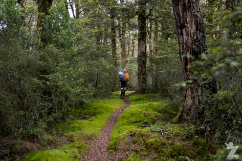 Moss-lined Paths Through the Beech Forest (2), Kaweka and Kaimanawa Forest Park, New Zealand 20-01-2018