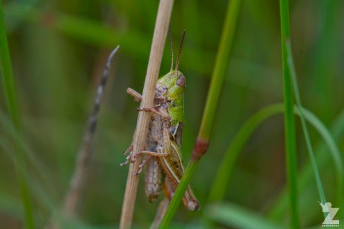 Short-horned Grasshopper (Acrididae)