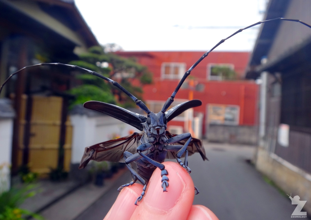 Crawford, Emma-Louise - Citrus Longhorn Beetle - Uwajima, Japan
