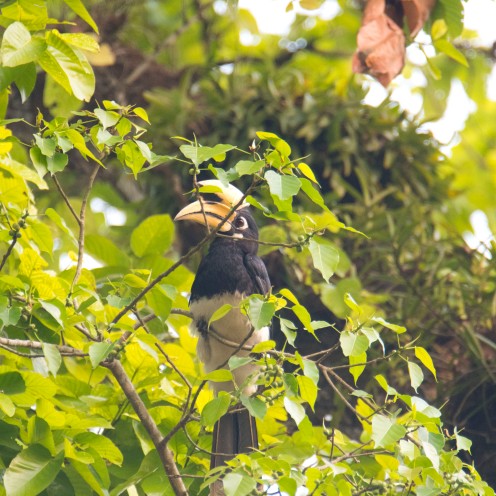 Anthracoceros albirostris [ORIENTAL PIED HORNBILL] Chitwan National Park, Nepal 22.04.2018 Zoomology (1)