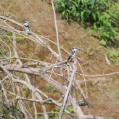 Ceryle rudis [PIED KINGFISHER] Chitwan National Park, Nepal 22.04.2018 Zoomology (3)