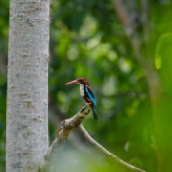 Halcyon smyrnensis [WHITE-THROATED KINGFISHER] Chitwan National Park, Nepal 22.04.2018 Zoomology