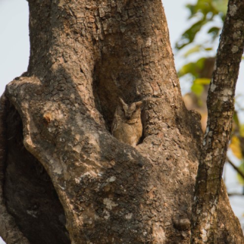 Otus bakkamoena [INDIAN SCOPS OWL] Chitwan National Park, Nepal 22.04.2018 Zoomology (2)