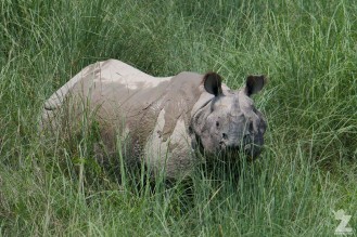 Rhinoceros unicornis [GREATER ONE-HORNED RHINO] Nepal, Chitwan National Park 22-4-2018 Zoomology (100)