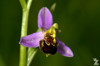 Ophrys apifera [BEE ORCHID] Portbury Wharf Nature Reserve, England 31-05-2018 Zoomology (4)